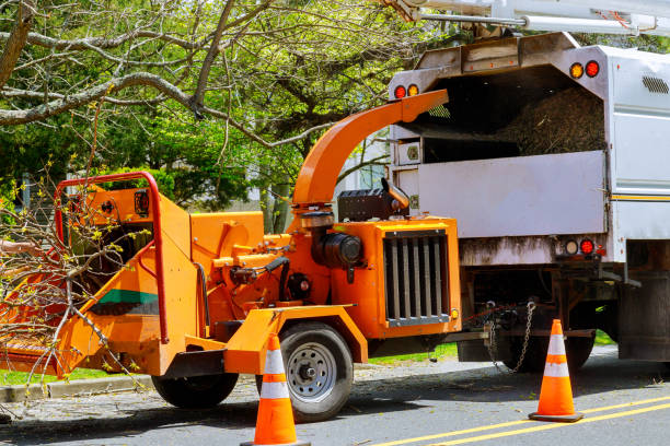 Leaf Removal in Monument Beach, MA