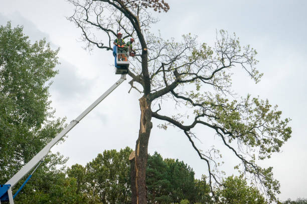 Lawn Watering Services in Monument Beach, MA