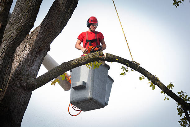 Why Choose Our Tree Removal Services in Monument Beach, MA?